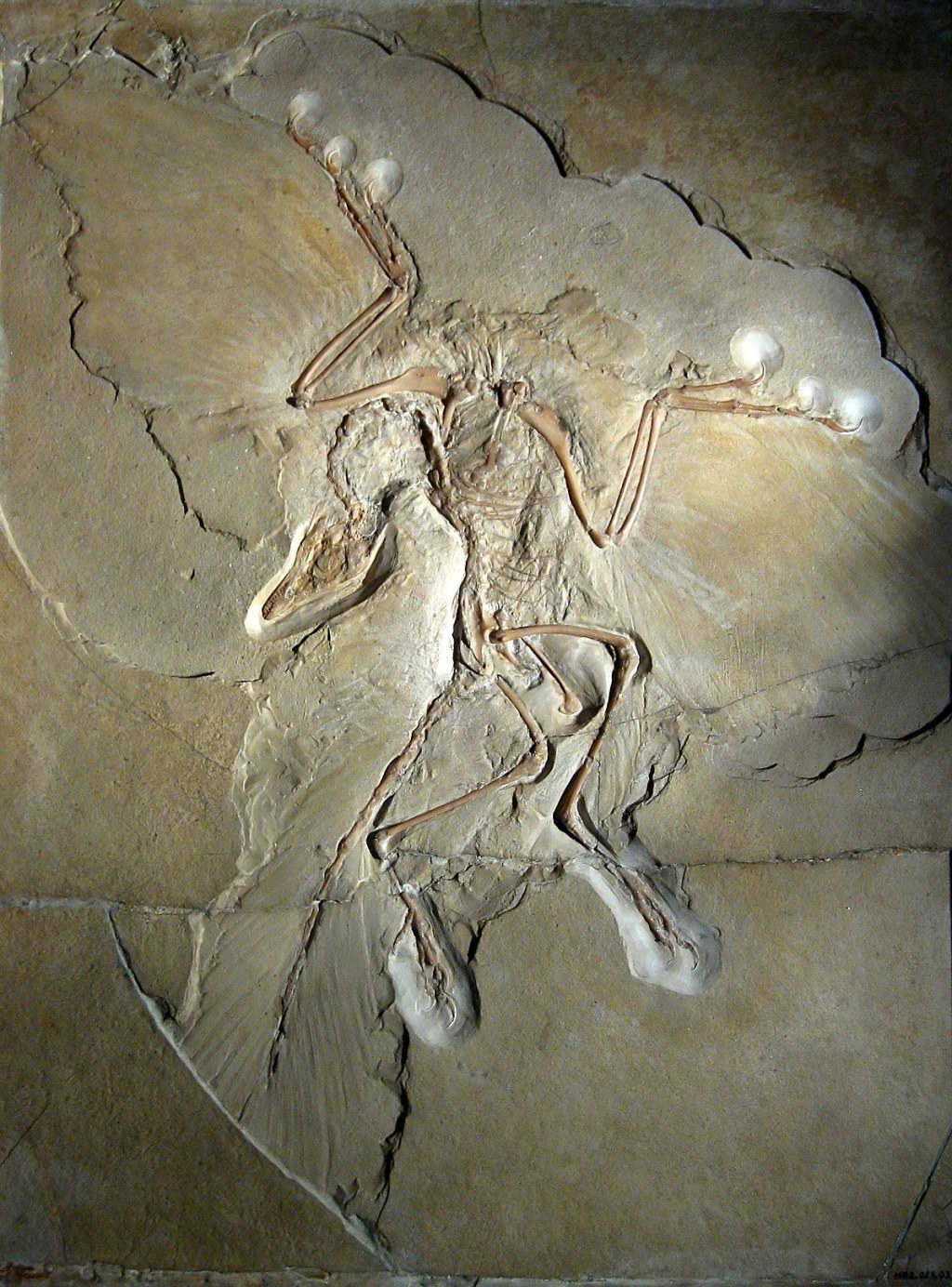 Picture of: Specimens of Archaeopteryx – Wikipedia